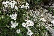 58 Millefoglio di Clavena (Achillea Clavenae)